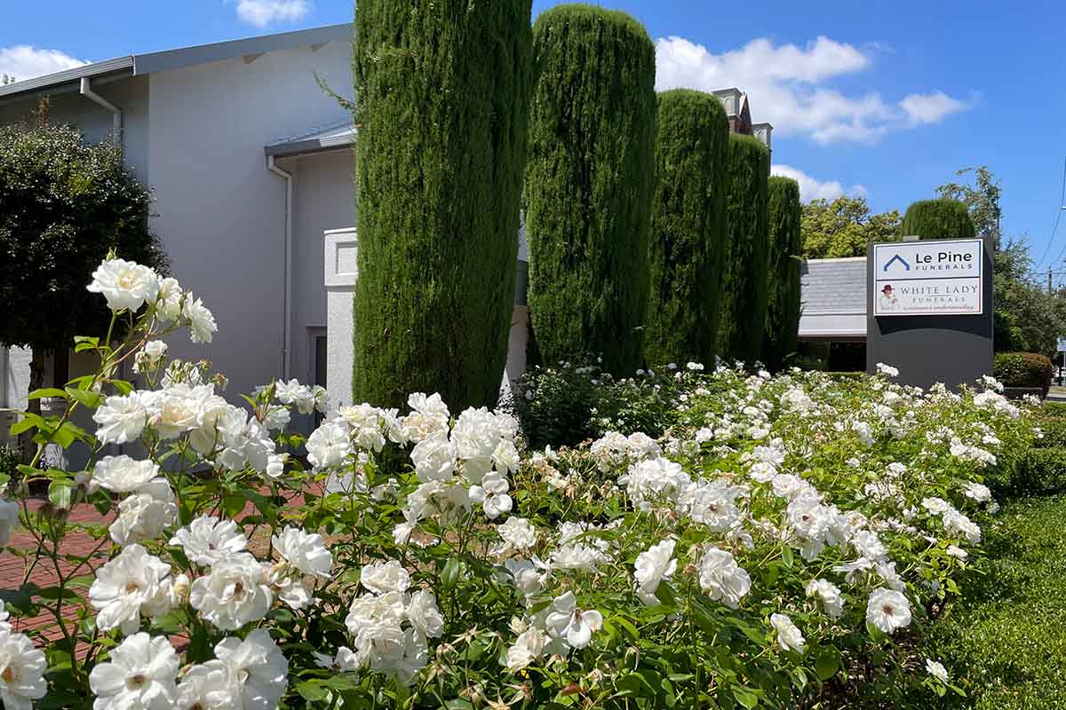 Le Pine Burwood